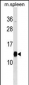 PFDN1 Antibody (C-term)