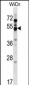 GPR84 Antibody (Center)