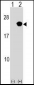 RAP2B Antibody (Center)