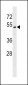 MLF1IP Antibody (C-term)