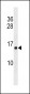 HIST1H2AB Antibody (N-term)