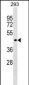 SERINC1 Antibody (C-term)