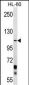 PCDHA10 Antibody (C-term)