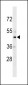 CHST10 Antibody (C-term)