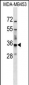 BATF2 Antibody (N-term)