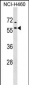 DNAJA4 Antibody (C-term)