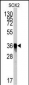 SOX2 Antibody 