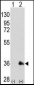 SOX2 Antibody 