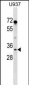 PPIE Antibody (N-term)