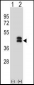 DUSP6 Antibody (N-term)