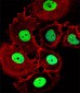 HOXC10 Antibody (Center)