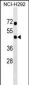 RNF133 Antibody (Center)