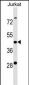 KCTD9 Antibody (Center)