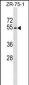 PLD4 Antibody (N-term)