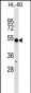 RNF14 Antibody (C-term)