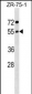 ARCN1 Antibody (Center)
