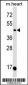 OXTR Antibody (N-term)