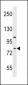 LPHN3 Antibody (N-term)