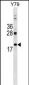 DNAJC5 Antibody (Center)