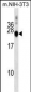 DNAJC5 Antibody (Center)