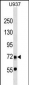 DMTF1 Antibody (C-term)