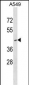 RNF165 Antibody (N-term)