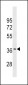 GJC3 Antibody (C-term)