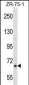 PPWD1 Antibody (Center)