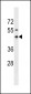 RNFT1 Antibody (N-term)