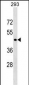 CD40 Antibody (C-term)