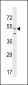 AGFG2 Antibody (Center)