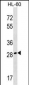 CGREF1 Antibody (C-term)