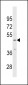 IP6K3 Antibody (N-term)