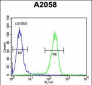 Annexin V Antibody (N-term)