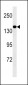 MED14 Antibody (Ascites)