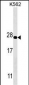 PSMA5 Antibody