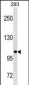 B3GAT1 Antibody