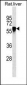 SERPINC1 Antibody (Ascites)