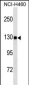 USP8 Antibody (C-term C1072) (Ascites)