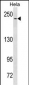 NOTCH3 Antibody (C-term Q2306)