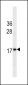 HMG2 Antibody (Ascites)