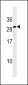 Erythropoietin Antibody (C-term)