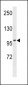 DMGDH Antibody (C-term)