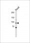 STAT3 Antibody (C-term S727)