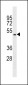 QRFPR Antibody (Center)