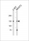 TRIM24 Antibody (N-term)