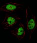 GTF2I Antibody (N-term)