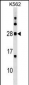 MOG Antibody (Center)