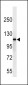 SIK2 Antibody (Center)