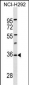 UCP3 Antibody (Center)